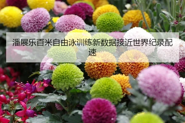 潘展乐百米自由泳训练新数据接近世界纪录配速